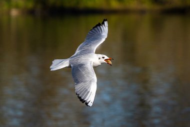 Larus Argentatus, Avrupa 'nın batısındaki tüm martılar arasında en çok bilinen martılardan biri olan büyük bir martıdır. Burada havada uçuyor..
