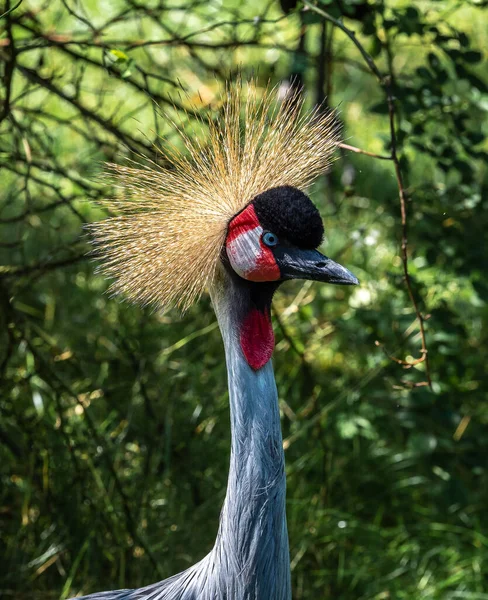 Grulla Coronada Negra Balearica Pavonina Ave Familia Gruidae — Foto de Stock