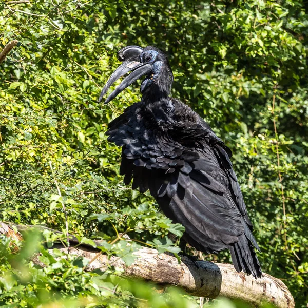 Bucorvus Abyssinicus Abessijn Een Afrikaanse Vogel Uit Familie Van Grondeekhoorns — Stockfoto