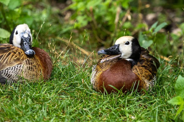 White-faced whistling duck, Dendrocygna viduata, noisy bird with a clear three-note whistling call at the lake. Close up. Side view. Nature landscape. Birds watching