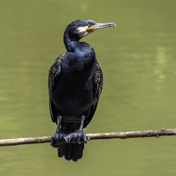 Grande Cormorano Phalacrocorax Carbo Conosciuto Come Grande Cormorano Nero Attraverso — Foto Stock