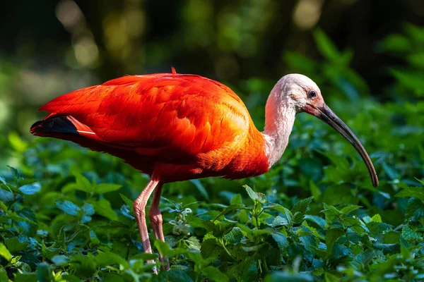 Scarlet Ibis Eudocimus Ruber Species Ibis Bird Family Threskiornithidae Inhabits — Stock Photo, Image