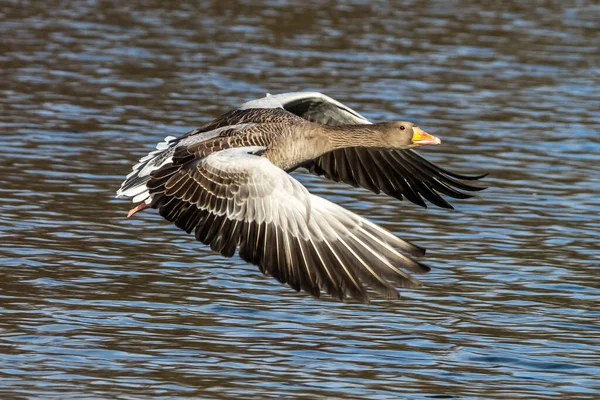 Greylag Goose Anser Anser Anatidae Vízimadarak Családjába Tartozó Nagy Libafajok — Stock Fotó