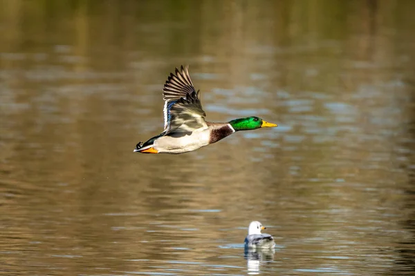 Canard Colvert Anas Platyrhynchos Est Canard Barboteur Ici Voler Dans — Photo