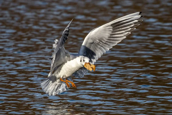 Európai Heringsirály Larus Argentatus Egy Nagy Sirály Egyik Legismertebb Sirály — Stock Fotó