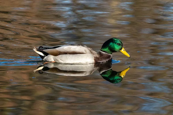 Gräsänder Anas Platyrhynchos Smickrande Anka Här Simmar Sjö — Stockfoto