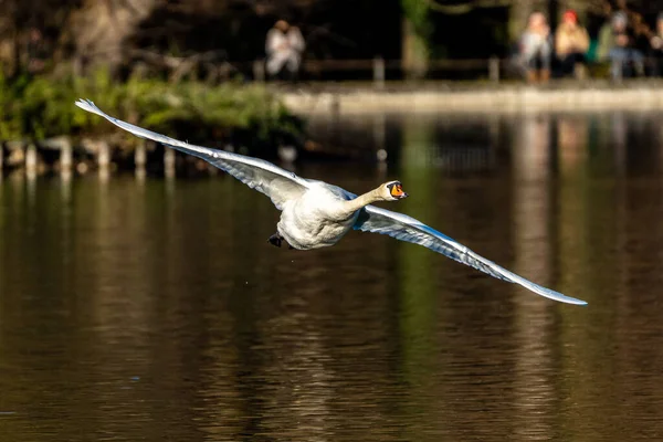 Der Höckerschwan Cygnus Olor Ist Eine Schwanenart Und Ein Mitglied — Stockfoto