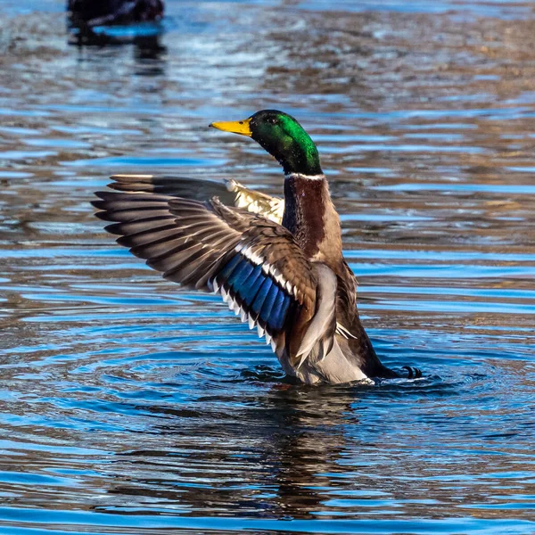 Canard Colvert Anas Platyrhynchos Est Canard Barboteur Ici Nager Dans — Photo