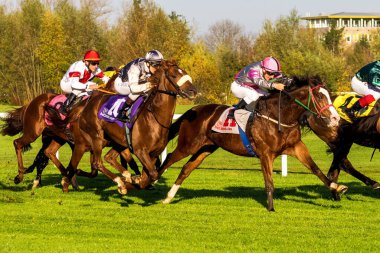 Münih, Almanya - 07 Ekim 2019: Münih-Riem, Almanya, Avrupa 'da at yarışı