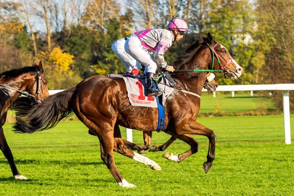 Munich Alemania Oct 2019 Carreras Caballos Hipódromo Munich Riem Alemania —  Fotos de Stock