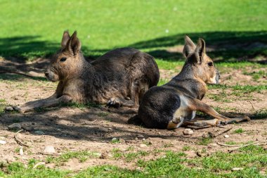 Patagonya Mara 'sı, Dolikotis patagonum. Gine domuzlarının bu büyük akrabaları Arjantin 'in Patagonya bozkırlarında yaygındır ama Paraguay gibi Güney Amerika' nın diğer bölgelerinde de yaşarlar..