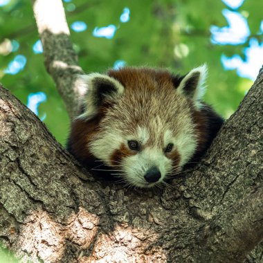 Kırmızı panda, Ailurus fulgens, daha küçük panda ve kırmızı kedi ayı olarak da bilinir..