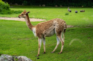 Vicunas, Vicugna Vicugna, And Dağları 'nın yüksek dağlık bölgelerinde yaşayan lama' nın akrabaları.