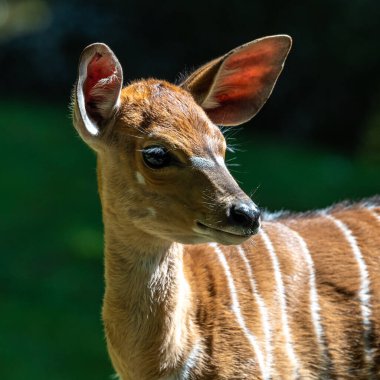Genç bir bebek Nyala. Tragelaphus angasii, Güney Afrika 'da yaşayan bir sarmal boynuzlu antiloptur. Bovidae familyasından ve Nyala familyasından, Tragelaphus familyasından bir türdür..