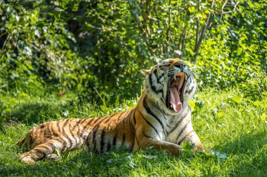 Sibirya kaplanı, Panthera tigris altaica dünyanın en büyük kedisidir.