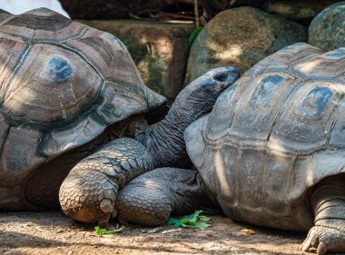 Aldabra dev kaplumbağa, Curieuse Deniz Ulusal Parkı, Curieuse Adası, Seyşeller