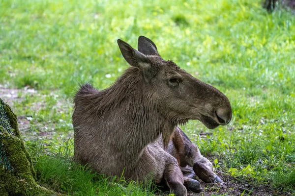 European Moose Alces Alces Also Known Elk Wild Life Animal — Stock Photo, Image