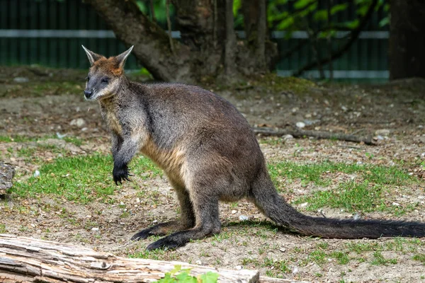 Kırmızı Kanguru Macropus Rufus Tüm Kanguruların Büyüğü Avustralya Özgü Büyük — Stok fotoğraf