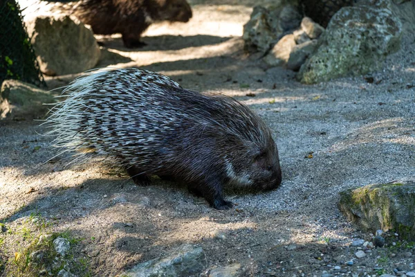 Indiai Tarajos Tarajos Tarajos Tarajos Sündisznó Hystrix Indica Vagy Indiai — Stock Fotó