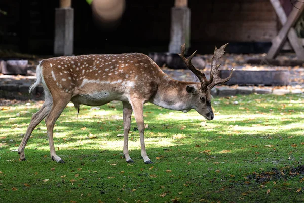 Fallow Deer Dama Mesopotamica Ruminant Mammal Belonging Family Cervidae — Stock Photo, Image