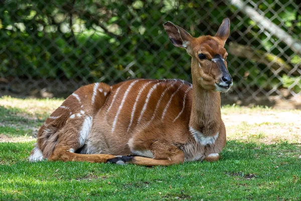 Die Nyala Tragelaphus Angasii Ist Eine Spiralhörnchenantilope Aus Dem Südlichen — Stockfoto