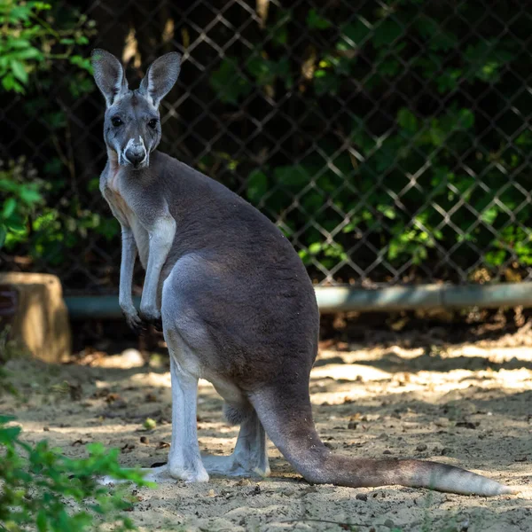 The red kangaroo, Macropus rufus is the largest of all kangaroos, the largest terrestrial mammal native to Australia, and the largest extant marsupial.
