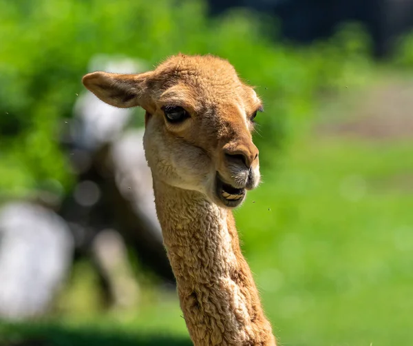 Vicunas Vicugna Vicugna Parentes Lhama Que Vivem Nas Altas Áreas — Fotografia de Stock