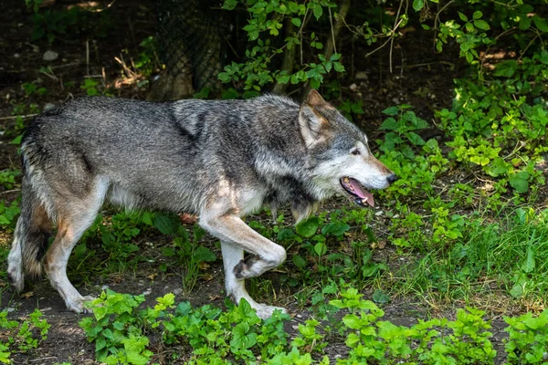 Canis Lupus 也被称为灰狼或木材狼 是原产于欧亚和北美荒野和偏远地区的一种犬种 — 图库照片