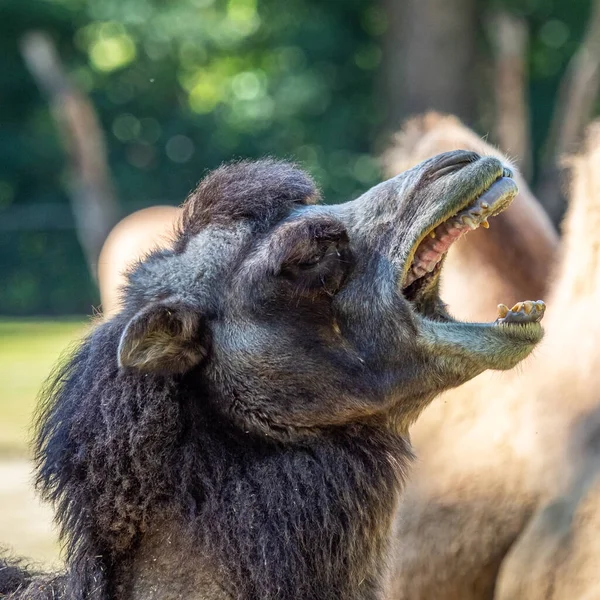 Baktriańskie Wielbłądy Camelus Bactrianus Jest Dużym Równym Palcem Kopytnym Pochodzącym — Zdjęcie stockowe