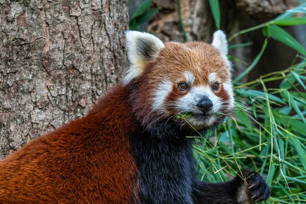 Red Panda Ailurus Fulgens Also Called Lesser Panda Red Cat — Stock Photo, Image