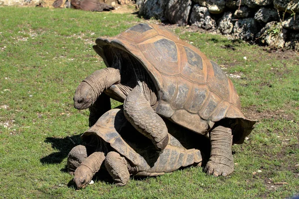 Aldabra Giant Tortoise Curieuse Marine National Park Curieuse Island Seychelles — 스톡 사진