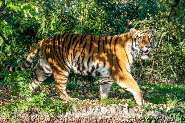 시베리아 호랑이 Panthera Tigris Altaica 세계에서 고양이 동물이다 — 스톡 사진