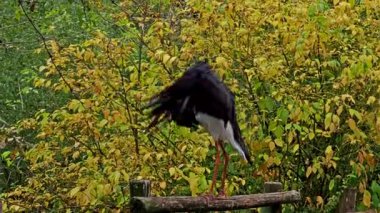 Kara leylek, Ciconia zencisi. Leylek familyasından büyük bir kuş.. 