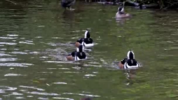 Bebek Liar Kesepian Danau Kleinhesseloher Taman Inggris Munich Jerman — Stok Video