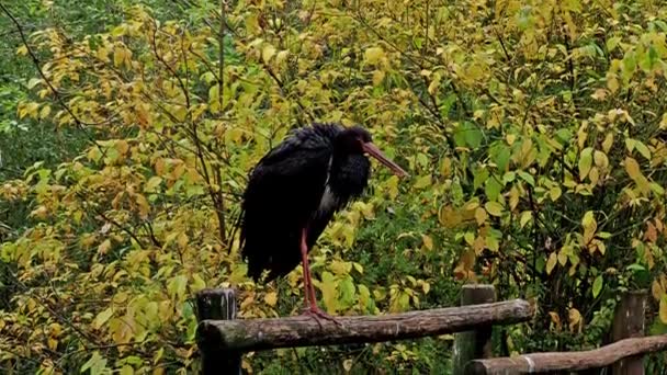 Cigüeña Negra Ciconia Nigra Aves Grandes Familia Ciconiidae — Vídeos de Stock