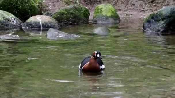 Einsame Wildente Kleinhesseloher See Englischen Garten München — Stockvideo