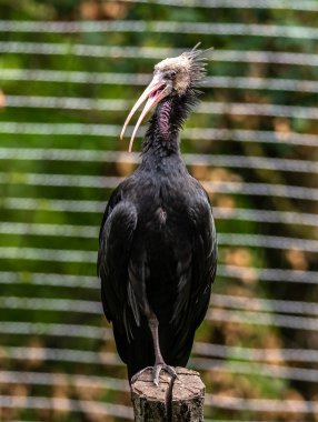 Kuzey Kel aynak, inzivaya çekilmiş aynak veya waldrapp lat.Geronticus eremita, kısır, yarı çöl veya kayalık yaşam alanlarında genellikle akan sulara yakın yerlerde bulunan bir göçmen kuşdur..