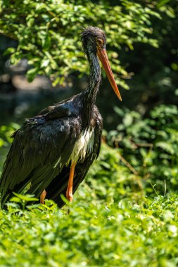 Kara leylek, Ciconia nigra leylek familyasından büyük bir kuş türü..