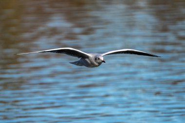 Larus Argentatus, Avrupa 'nın batısındaki tüm martılar arasında en çok bilinen martılardan biri olan büyük bir martıdır. Burada havada uçuyor..