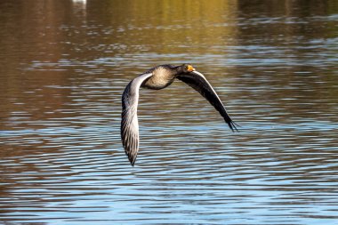 Anser anser, Anatidae familyasından Anatidae familyasından bir kaz türü. Burada havada uçuyor..