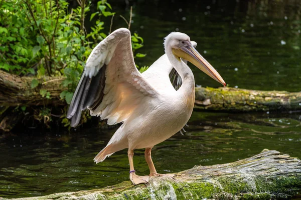 Der Weiße Pelikan Pelecanus Onocrotalus Auch Als Rosenpelikan Bekannt Ist — Stockfoto
