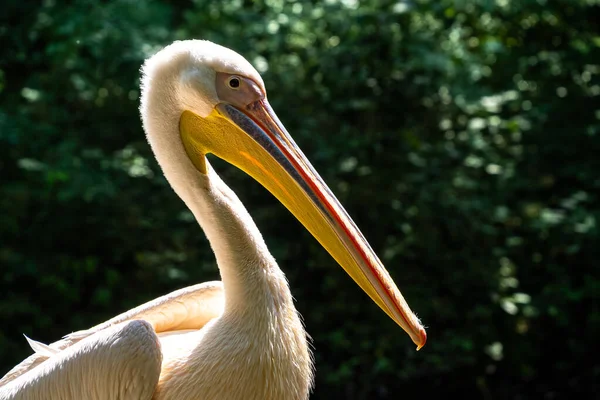 Gran Pelícano Blanco Pelecanus Onocrotalus También Conocido Como Pelícano Rosado — Foto de Stock