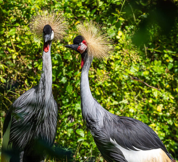 The Black Crowned Crane, Balearica pavonina is a bird in the crane family Gruidae.