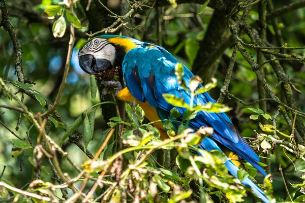 Arara Azul Amarela Ara Ararauna Também Conhecida Como Arara Azul — Fotografia de Stock