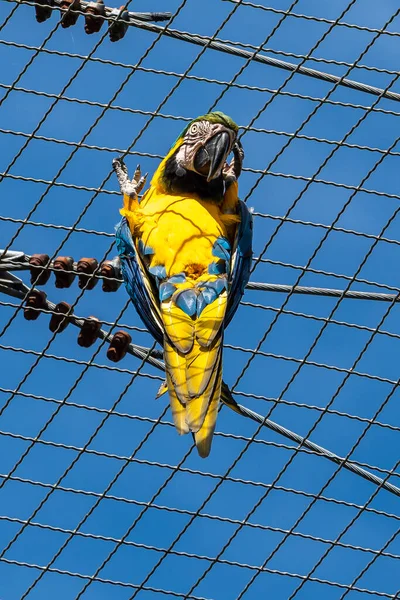 Arara Azul Amarela Ara Ararauna Também Conhecida Como Arara Azul — Fotografia de Stock