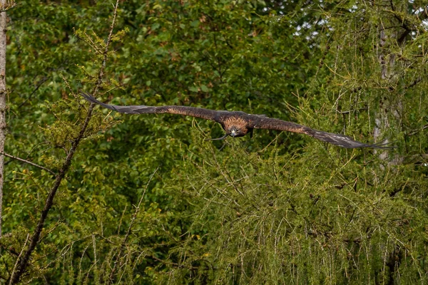 Der Steinadler Aquila Chrysaetos Ist Einer Der Bekanntesten Greifvögel Der — Stockfoto