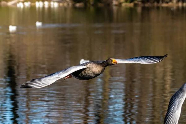 Greylag Goose Anser Anser Anatidae Vízimadarak Családjába Tartozó Nagy Libafajok — Stock Fotó