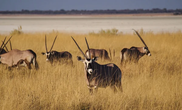 Oryx Der Savanne Des Etoscha Nationalparks Namibia Afrika — Stockfoto