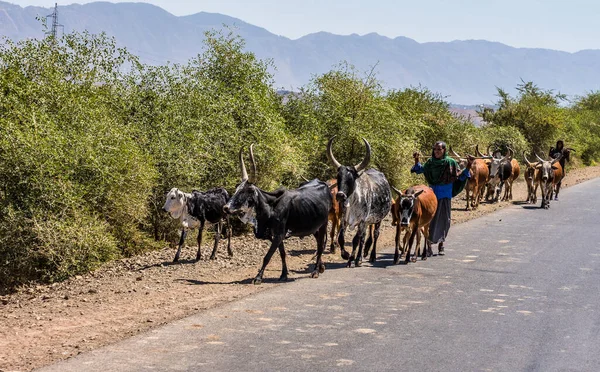 Lalibela Etiopía Febrero 2020 Etiopía Con Vacas Zebú Camino Lalibela — Foto de Stock