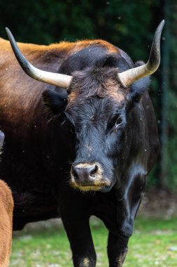 Bos Primigenius Taurus, soyu tükenmiş yaban öküzlerine benzediğini iddia etti..